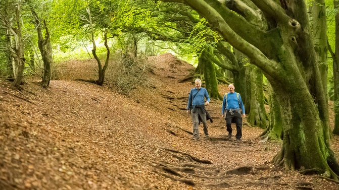 Two men walking downhill through woodland with fallen leaves carpeting the ground